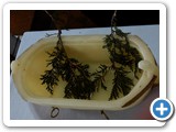 CEDAR BRANCHES